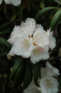 Rhodo yak Angel